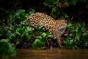 014 Noord Pantanal, jaguar